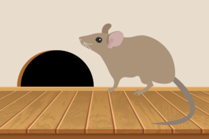 How to prevent rodent damage in your Tacoma, WA home