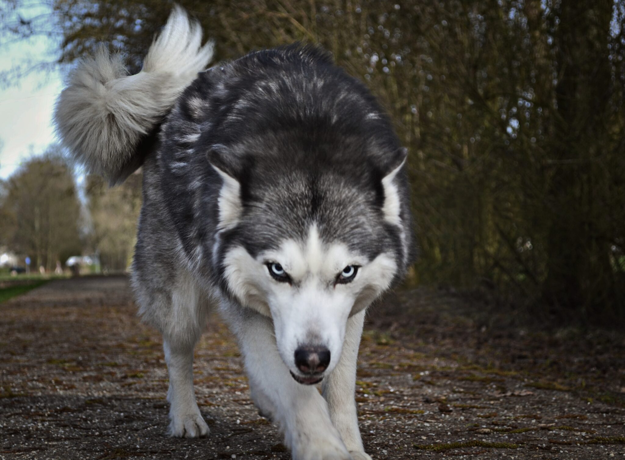 Dog Bite Claim