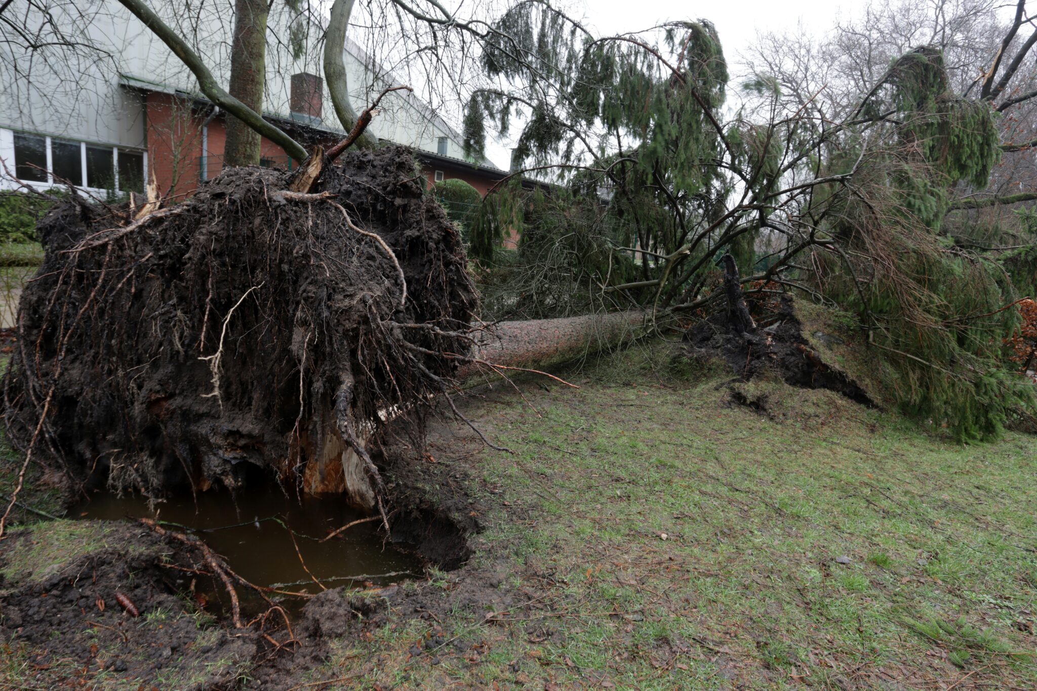 Neighbors tree falls onto your yard 